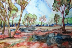 mallee-trees-and-dry-ground